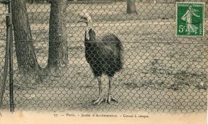 Casoar à casque - 1909
