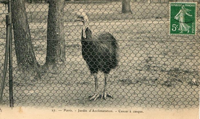 Casoar à casque - 1909