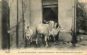 Bouc de l'Hymalaya, Mâle de la Chèvre