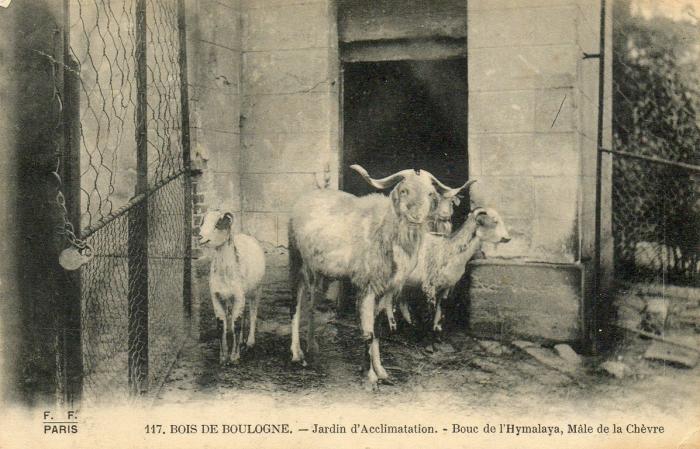 Bouc de l'Hymalaya, Mâle de la Chèvre