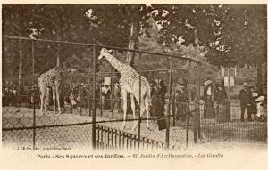 Les Girafes
