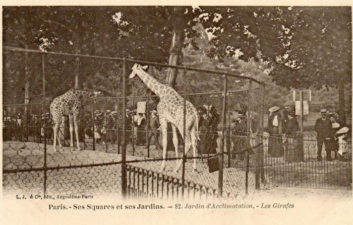 Les Girafes