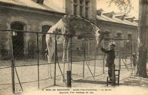 La Girafe - 1911