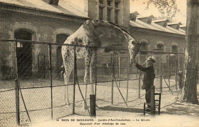 La Girafe - 1911