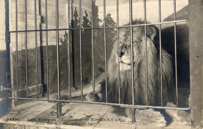 "Mars" Lion de l'Atlas à crinière noire