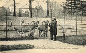 Les Mouflons à manchettes