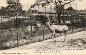 Antilopes Leucoryx et Beisa