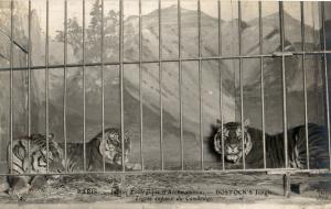 Tigre royaux du Cambodge