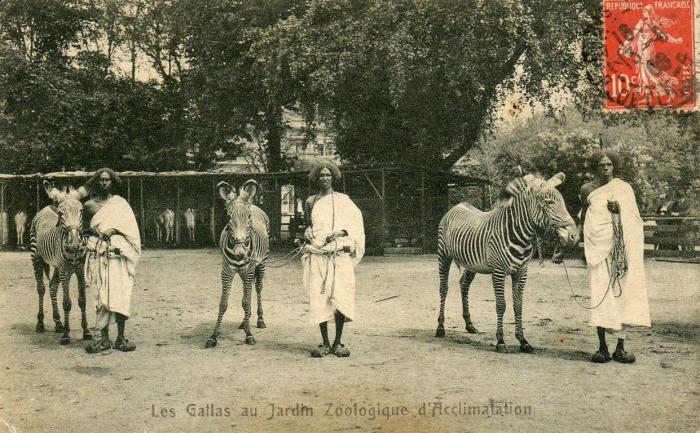 Les Gallas au Jardin Zoologique d'Acclimatation - 1908
