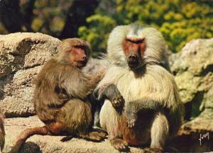 Les Singes du Jardin d'Acclimatation