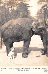 Eléphant du Siam