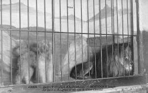 Le Lion d'Artagnan et son ami le Chien "Chocolat"