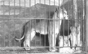 "Nely" lionne de Nubie et ses lionceaux