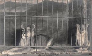 Lionne et lionceau de Nubie