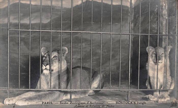 Lionne et lionceau de Nubie