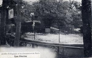 Les Otaries