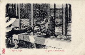Cage au Singe