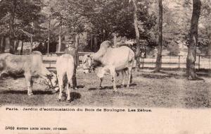 Les Zébus