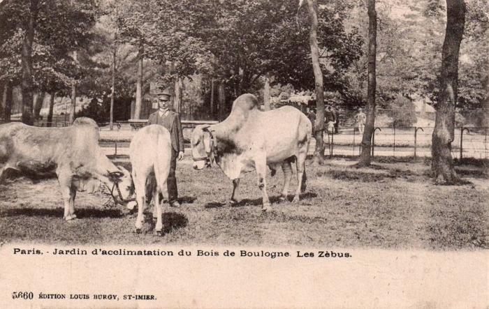 Les Zébus