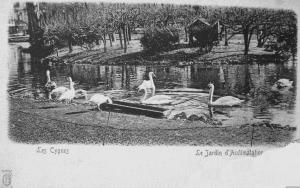 Les Cygnes