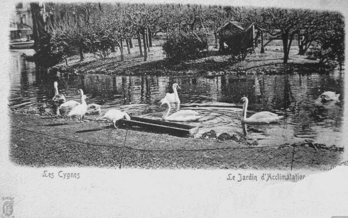 Les Cygnes