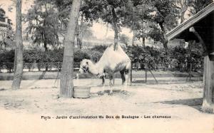 Les Chameaux