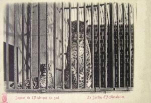 Jaguar de l'Amérique du Sud