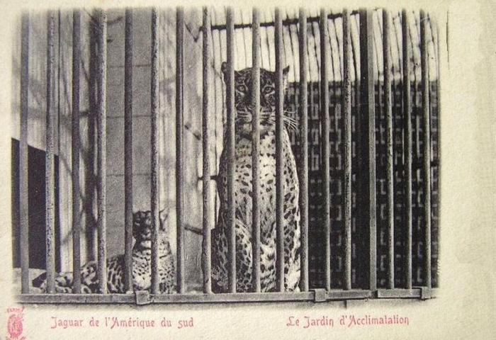 Jaguar de l'Amérique du Sud