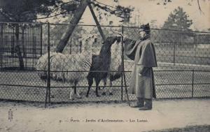 Les Lamas
