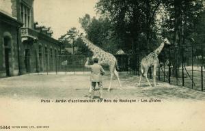 Les Girafes