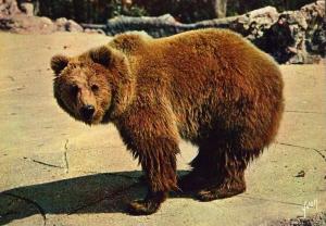 Ours brun