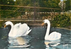 Cygnes -  Jardin d'Acclimatation