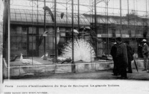 La Grande Volière - 1905