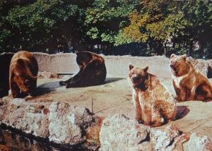 Les ours du Jardin d'Acclimatation - 1977