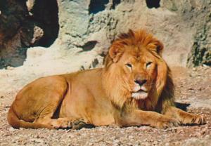 Le Lion