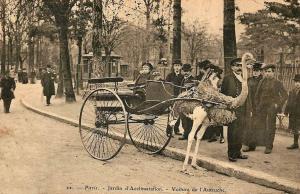 Voiture de l'autruche