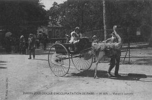 Voiture à autruche