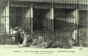 Jeunes lionnes de Kabilie
