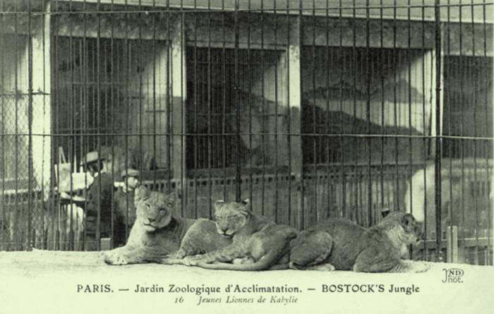 Jeunes lionnes de Kabilie