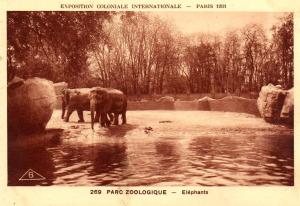 Eléphants