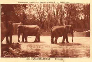 Eléphants