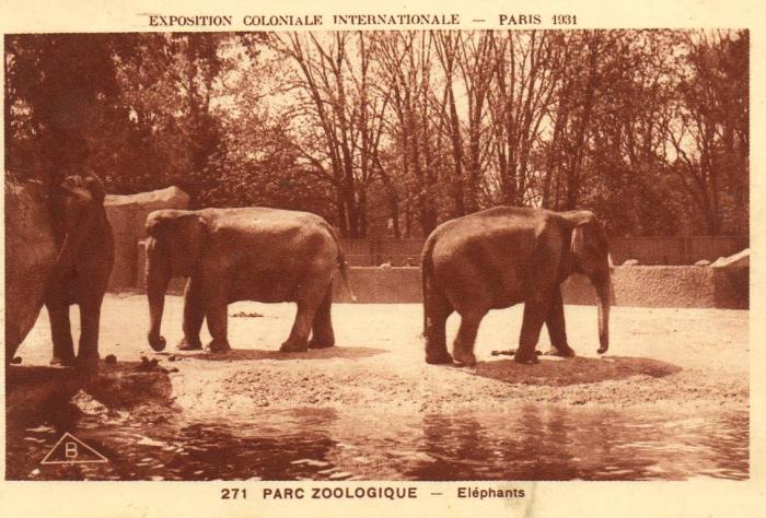 Eléphants