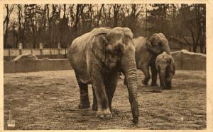 Le Plateau des Eléphants