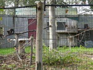 Capucin à houppe noire