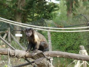 Capucin à houppe noire