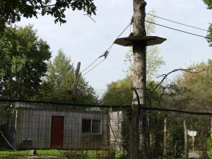 Capucin à houppe noire