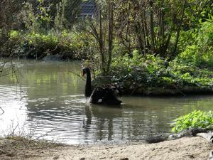 Cygne noir
