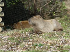 Capybara