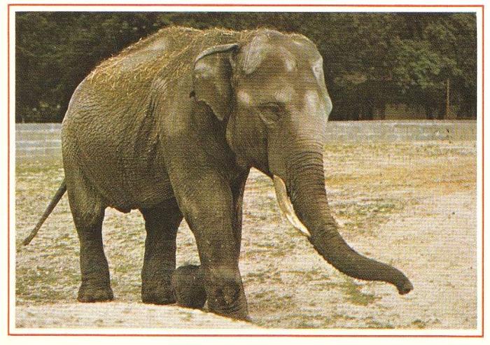 Eléphant