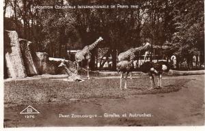 Girafes et Autruches